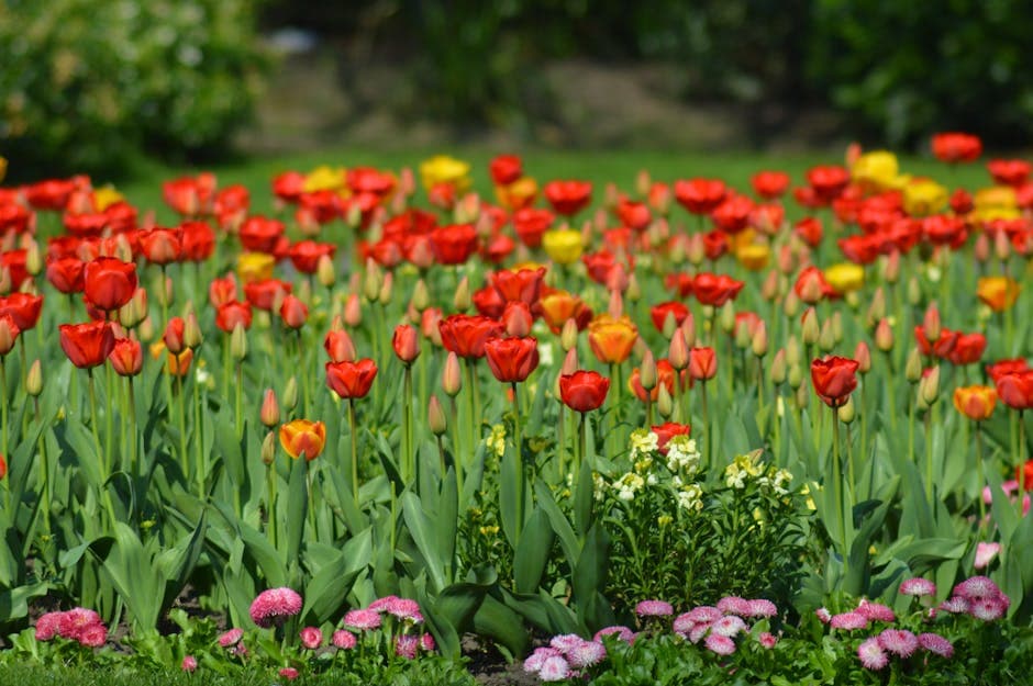 A vibrant field of red and yellow tulips blooming in a lush garden during springtime