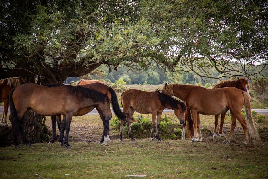 Wild New Forest ponies resting beneath a large tree in open woodland, with dappled sunlight filtering through the canopy