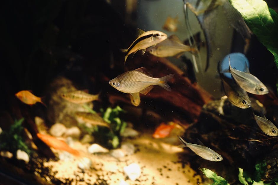 A vibrant scene of tropical fish swimming amidst aquatic plants and rocks in a well-lit aquarium