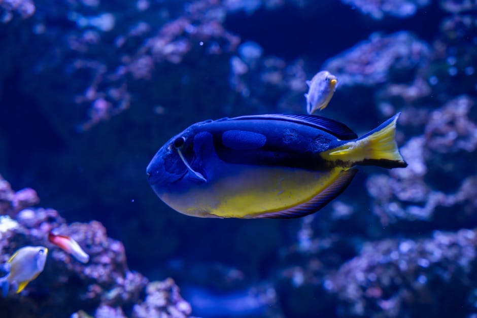 Close-up of a vibrant tropical fish swimming in a dimly lit aquarium