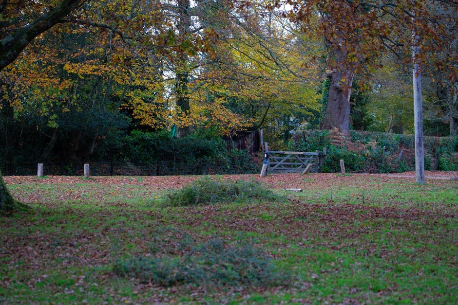 A peaceful autumn park with colourful foliage and a winding path through mature trees