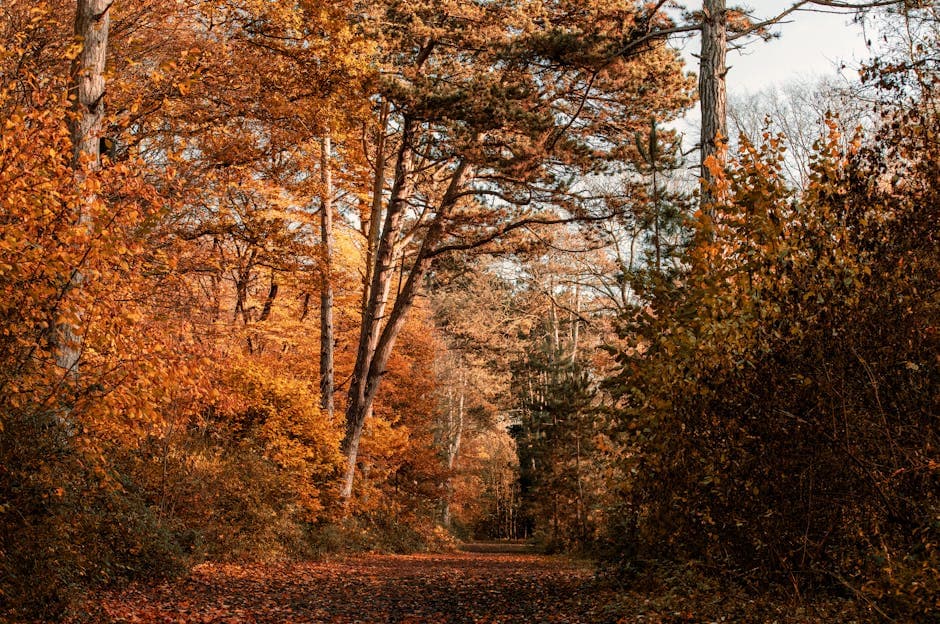 A tranquil forest path adorned with vibrant autumn foliage in England