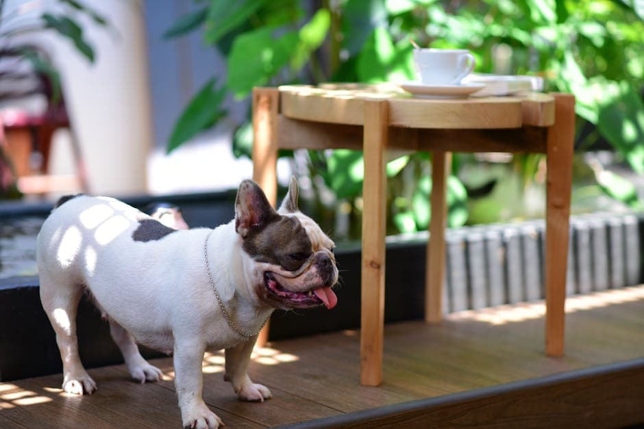 French Bulldog sitting beside a wooden cafe table outdoors, a picture of a dog-friendly cafe setting