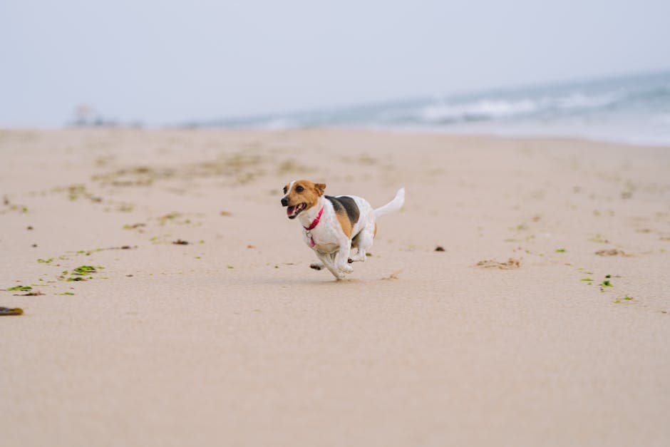 Dog running on a Bournemouth beach in winter with the pier visible in the background