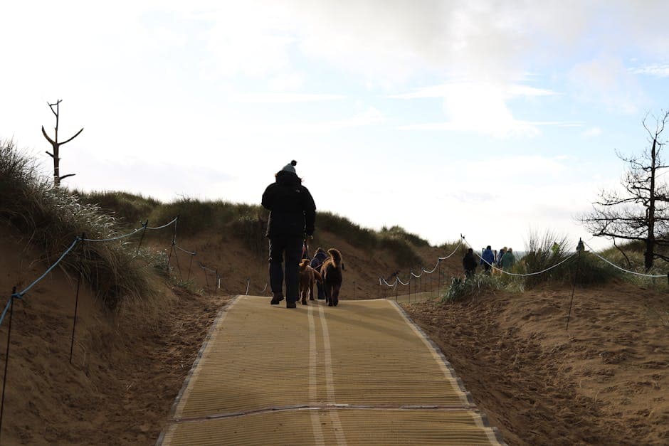 Man walking two dogs on a sandy coastal path through dunes, enjoying a beach day with pets