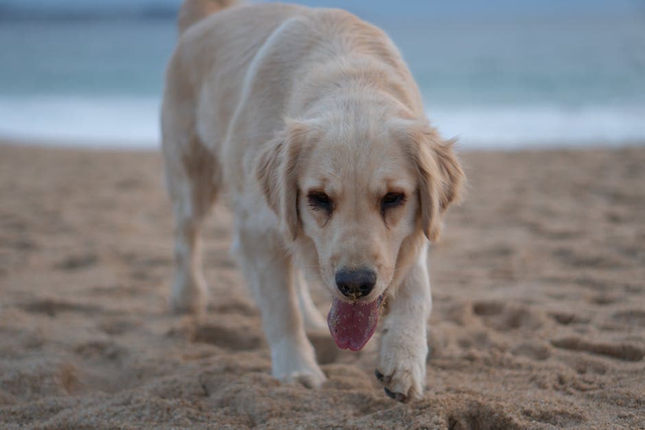 Golden Retriever walking happily along a sandy beach with tongue out, the ideal dog-friendly beach day